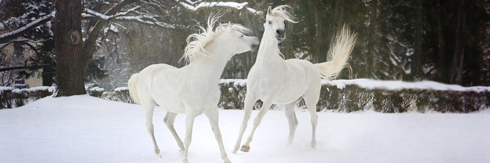Fransk på Studieskolen